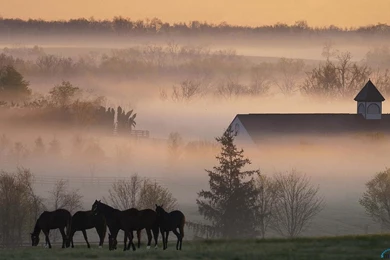 Download Wallpapers Early Morning Fog On A Kentucky Horse Farm ...