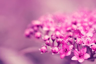 Download Wallpapers 2048x1152 Flower, Plant, Background, Blur HD HD ...