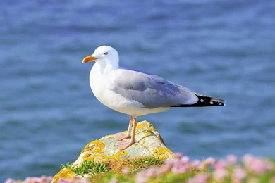 Seagull HD Wallpapers   HD Wallpaper Backgrounds Of Your Choice