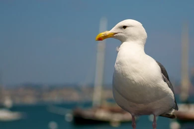 Seagull Desktop Wallpapers, Seagull Bird Pictures, New Wallpapers
