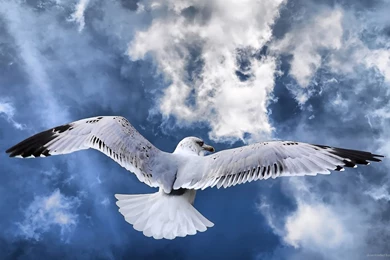 Download 1920x1080 Awesome Seagull Wallpapers