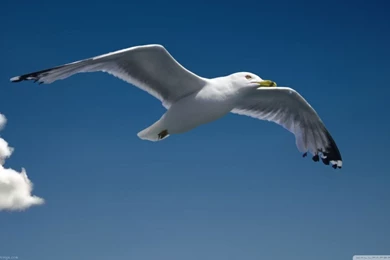 Seagull HD Desktop Wallpapers : Mobile : Dual Monitor