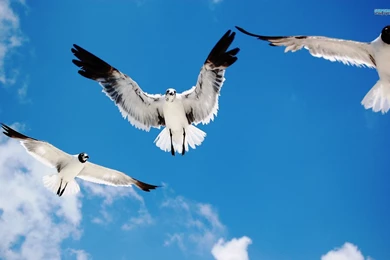 Seagulls Wallpapers   Animal Wallpapers