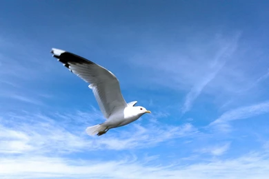 176 Seagull HD Wallpapers