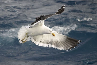 Seagull HD Wallpapers