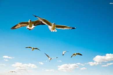 Seagulls Flying Wallpapers   Animal Wallpapers