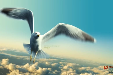 Jonathan Livingston Seagull Wallpapers