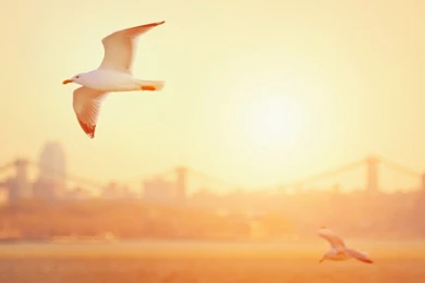 Seagull Full HD Wallpapers.jpg