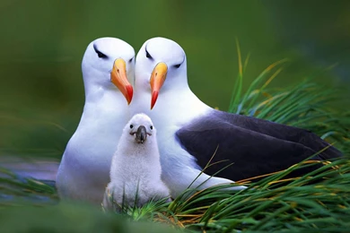 Seagull Family Wallpapers   Free Wide HD Wallpapers