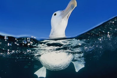 Seagull In Water HD Desktop Wallpapers : High Definition ...