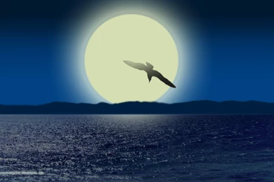 Seagull Computer Wallpapers, Desktop Backgrounds