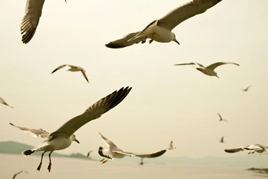 Seagulls Flying Wallpapers   Animal Wallpapers