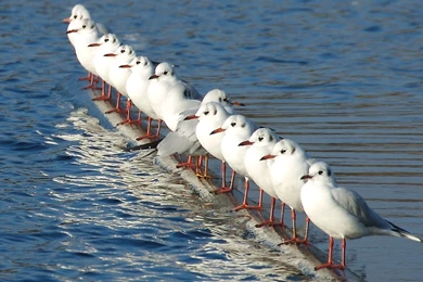 White, Flying, Seagull, Wallpaper, Bird, Widescreen, Birds ...