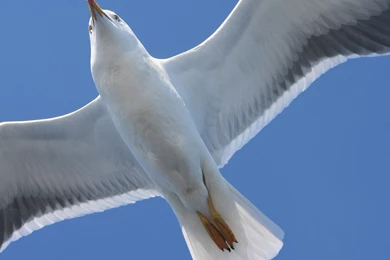 Seagull Wallpapers   Animal Wallpapers