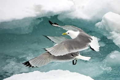 Penguins Wallpapers   Animal Wallpapers