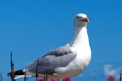 Download Wallpapers 2560x1024 Seagull, Bird, Sky, Color, Light Dual ...