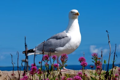 Download Wallpapers 3840x2160 Seagull, Bird, Sky, Color, Light 4K ...