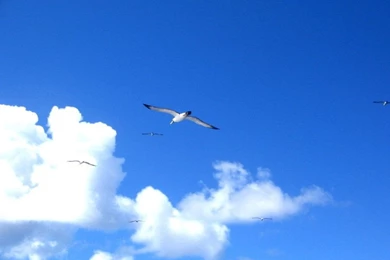 Seagull Wallpapers By Gutobio On DeviantArt