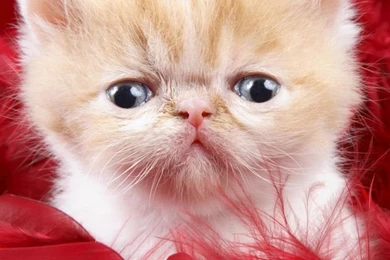 Precious Love HD Desktop Wallpapers : Widescreen : High Definition ...