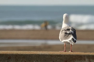 Watching And Wishing   Wallpapers Wednesday