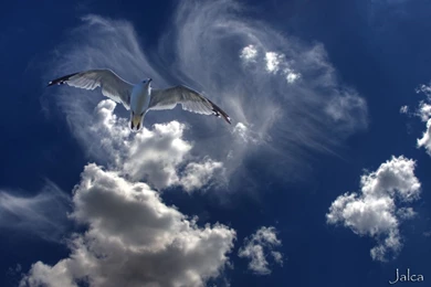 Birds: Seagull Flight Bird Sky 3d01f20321 Free Wallpapers For HD ...