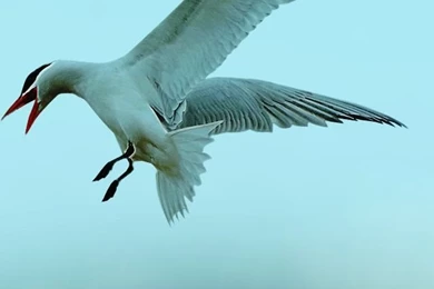 Seagull 5 iPhone 5s Wallpapers Download