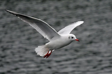 Seagull Flying Wallpapers   1920x1200   173967