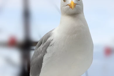 HD Seagull And Boat Wallpapers