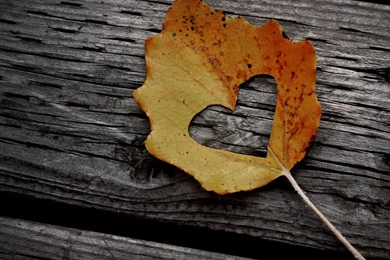 Love Picture Editor   Wallpapers HD Fine