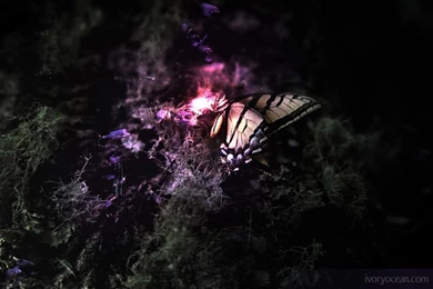 Butterfly Digital Editing Wallpapers HD Wallpapers