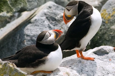 Puffin Picture – Animal Wallpapers   National Geographic Photo Of ...