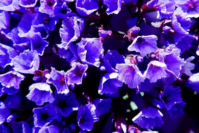 Violet Flowers Android Wallpapers   Violet Flowers HD Wallpapers For ...