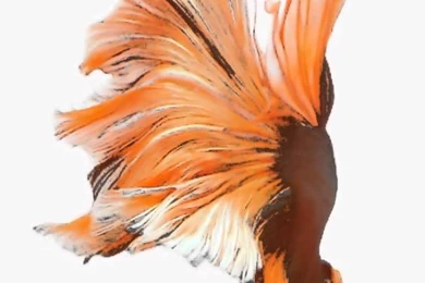 Live Wallpapers IOS 9   Orange Fish   YouTube