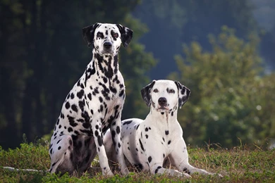 Dalmatian Dog Hunting Training Wallpapers