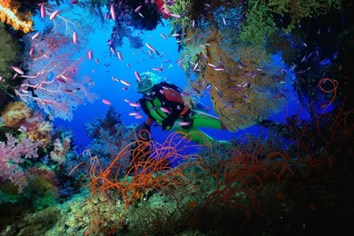 Scuba Wallpapers   Wallpapers Cave