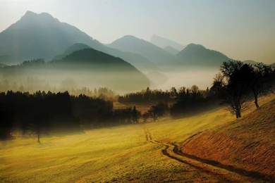 Download Misty Forest Backgrounds 8708 1920x1200 Px High Resolution ...