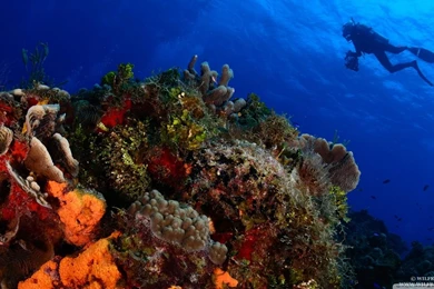 Scuba Diving HD Desktop Wallpapers : Widescreen : High Definition ...