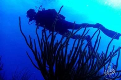 Scuba Diving Wallpaper Free Diving Wallpapers