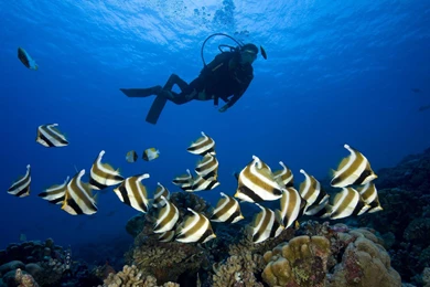 Scuba Diving The Coral Reef At Bora Bora Polynesia (