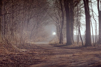 Misty Forest Image Hd Wallpapers