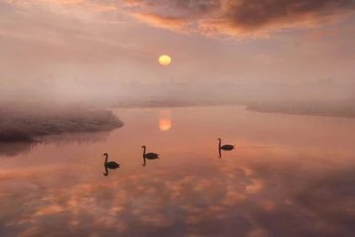 MISTY MORNING WALLPAPER (