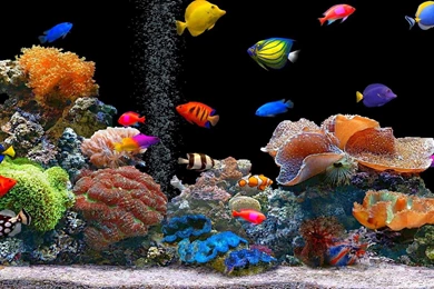 Animated Desktop Wallpapers Fish For Windows 8.1