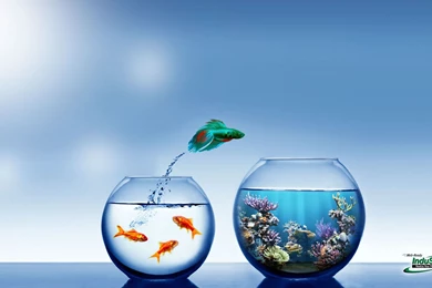 Fish Wallpapers Archives   Wallpapers