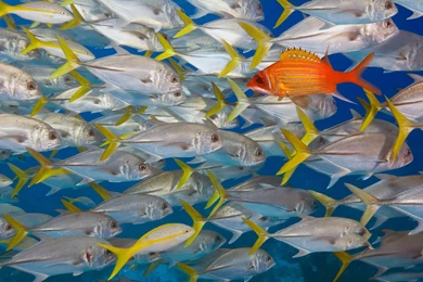 Fish Fishes Animal Fish Animals Wallpaper Backgrounds Free ~ Fish ...