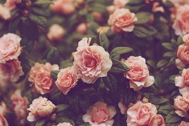 Flowers Wallpapers Tumblr Quotes