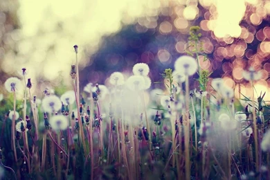 Vintage flowers wallpaper hd vintage nature wallpaper uk tumblr ...