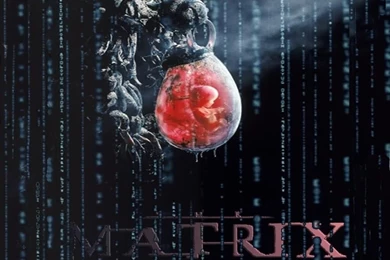 The Matrix Wallpapers   The Matrix Wallpapers (2528205)   Fanpop