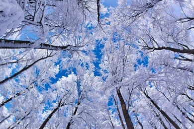 Looking Up Through Trees, Winter HD Desktop Wallpapers : High ...