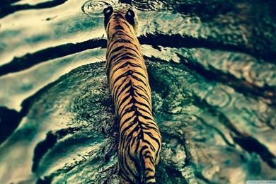 Tiger In Water HD Desktop Wallpapers : High Definition : Fullscreen ...