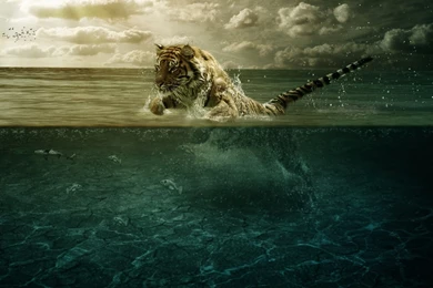 Anime, Fish, Digital Art, Jumping, Split View, Sea, Tiger, Animals ...